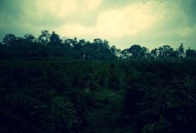 Coffee Plantation_North Sumatera_2.jpg