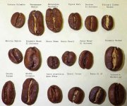 4108d1430825799-side-side-all-different-coffee-bean-sizes-size-elephant-size-pea-1.jpg