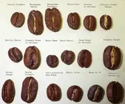 4108d1430825799-side-side-all-different-coffee-bean-sizes-size-elephant-size-pea-1.webp