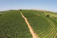 Our Machado Farm.webp Our Machado Farm.webp