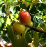 coffee beans.webp