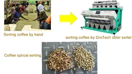 coffee optical sorting.webp