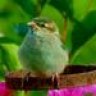 green_sparrow