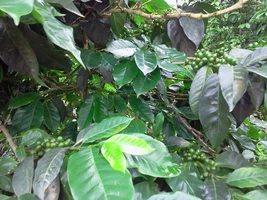 Coffee Robusta and arabica from Central Java Indonesia.