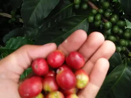 Looking for Partners to distributing our Sumatera Coffee