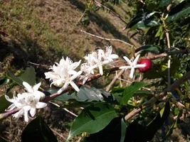 Kona coffee plantations.