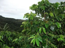 Panama - boquete  i am harvesting !!! As well offer my farm for sale