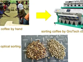 how to sort coffee bean instead of hand picking?