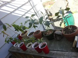Growing your own Coffee trees.