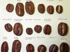 Why are all the coffee beans so small?