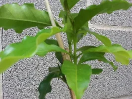 Growing your own Coffee trees.