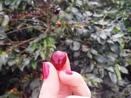 Importing green coffee to the United States
