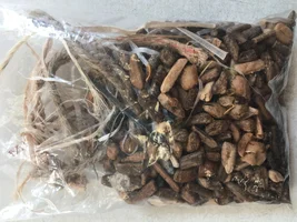 Green coffee quality