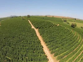 What do you think of green bean coffee at 8 USD/kg?