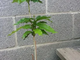 Growing your own Coffee trees.