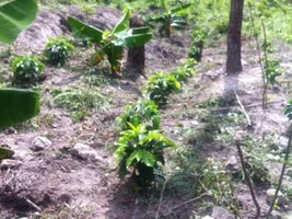 Our Coffee Farm + Future Cafe, Copán Ruinas, HND
