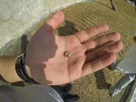 Guatemala - Harvest