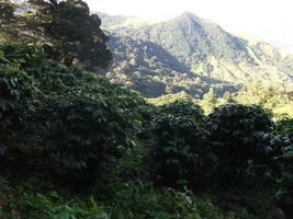 Panama - boquete  i am harvesting !!! As well offer my farm for sale
