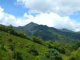 Panama Geisha Coffee Farm