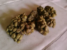 Organic Civet Coffee Beans from Sumbawa