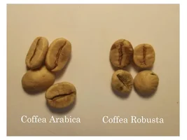 Why Indian coffee tastes so bad?