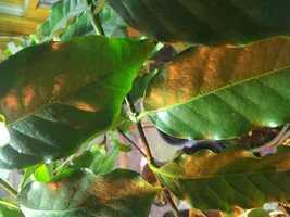 Growing your own Coffee trees.
