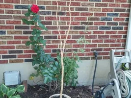 How to trim a coffee plant