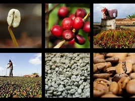 A Visit to the Coffee - A photo documentary on coffee cultivation in Brazil