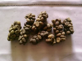 Organic Civet Coffee Beans from Sumbawa