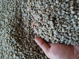 [sell] mandheling green coffee bean