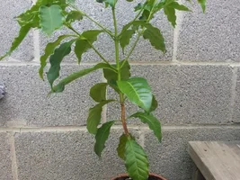 Growing your own Coffee trees.