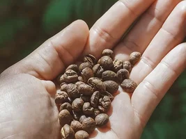 What is a Peaberry Coffee?