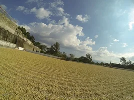 Guatemala - Harvest