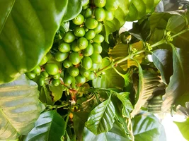 Indoor Coffee Plant Question