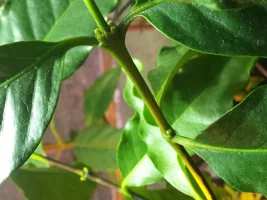 Growing your own Coffee trees.
