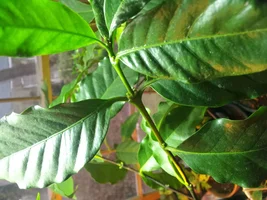 Growing your own Coffee trees.