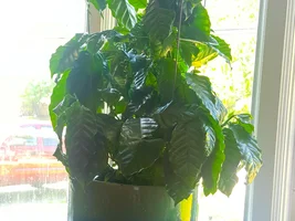 Indoor Coffee Plant Question