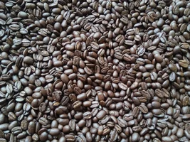 [sell] mandheling green coffee bean