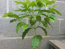 Growing your own Coffee trees.