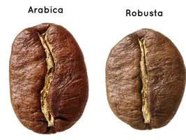 Why Indian coffee tastes so bad?