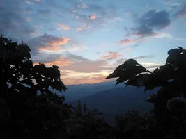 Importing green coffee to the United States