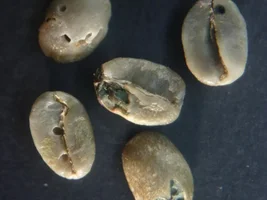 Asking about Green Bean Defect