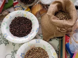 Maui Mokka green coffee beans 25/26 crop
