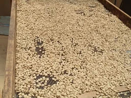 Looking for Partners to distributing our Sumatera Coffee