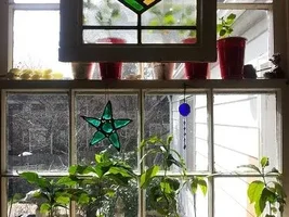 Growing your own Coffee trees.