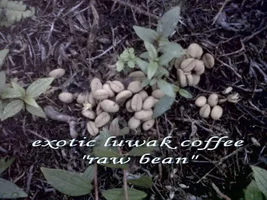 kopi luwak from sumatra Indonesia