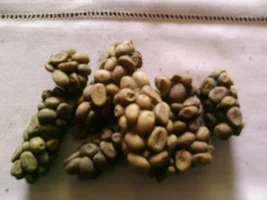 Organic Civet Coffee Beans from Sumbawa
