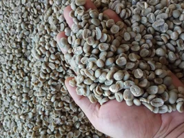 [sell] mandheling green coffee bean