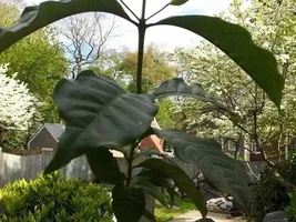 Growing your own Coffee trees.