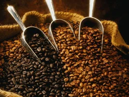 Lalibela Coffee Roasters & Suppliers offer cooperation